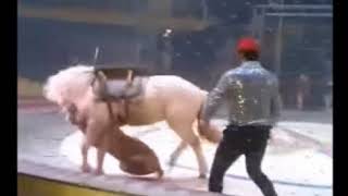 Нападение хищников на цирковую лошадь попало на видео