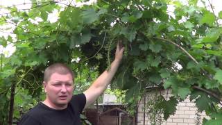 Повышение урожайности виноградного куста. Личный опыт. Виноград 2015.