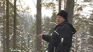 UA1CEG/QRP в зимнем лесу