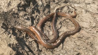 Fishing Field | Catching Eels Under Mud Water - Mud Water Fishing Eel