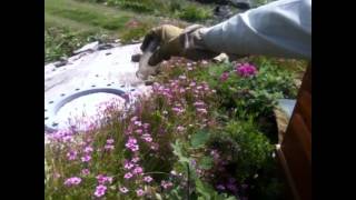 June 24, 2012: My Japanese bee hunting adventure to help Japan #SaveOurBees