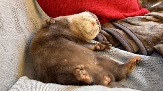 あまりにぽんぽこりんすぎるカワウソの寝相 sleeping otter that is too full.