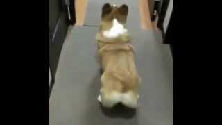 Dog twerking vine