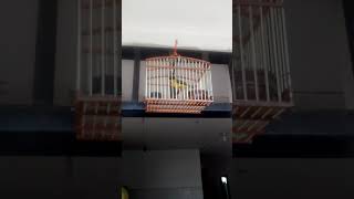 Pico gordo cantando