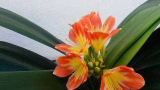 Clivia Miniata.  Florecida en diciembre.