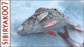 Волшебная ЛУНКА!.. Рыбалка в ГЛУХОЗИМЬЕ на безмотылку чёртик [Sibiryak007]