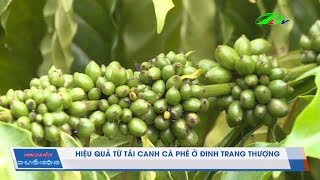 Hiệu Quả Từ Tái Canh Cà Phê Ở Đinh Trang Thượng | 365 Ngày Chuyển Động | Lâm Đồng TV