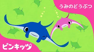 マンタ | うみのどうぶつ | どうぶつのうた | ピンキッツ童謡