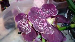 V. Robert Delight Black | Посадка Ванды | Кора GreenGardenPro