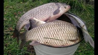 ЛОВЛЯ КАРАСЯ НА ПОПЛАВОК И КОРМАКИ. ПРОСТАЯ РЫБАЛКА НА НАРОДНУЮ СНАСТЬ