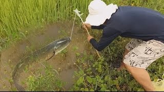 Wow Big Fish | Catching Fish by fishing on rice field in Cambodia | PS Daily Fishing (Part 01)