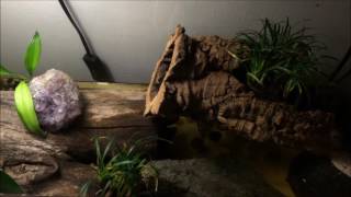 Fire Bellied Toads set up, feeding, and care facts
