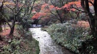 慈眼寺公園下流の紅葉