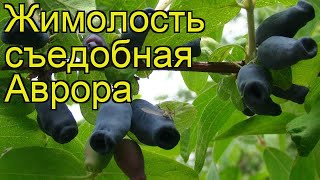 Жимолость съедобная Аврора. Краткий обзор, описание характеристик lonicera edulis Aurora