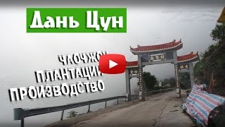Чаочжоу ча. Производство Гуандунского улуна Гао Шань Дань Цун. Плантации чая Дань Цун Ми Лань Сян