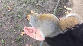 Белки в St. James Park. Лондон.