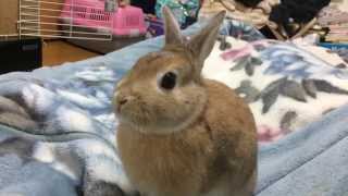 【可愛いうさぎ】#44 こんな風に出迎えられたら