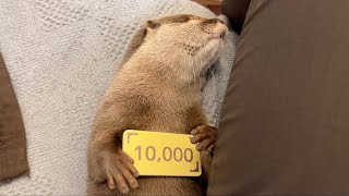はじめてのおつかいに挑戦するカワウソ！ otter trying to shop for the first time!