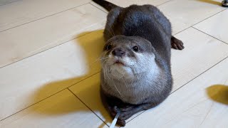 カワウソにカップを取られると隅から隅まで遊び尽くされてしまう If the otter gets the cup, he'll play with it thoroughly.