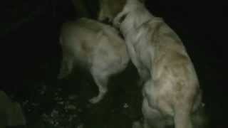 Two Gay Dogs