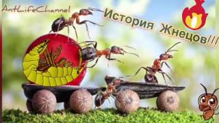 Муравьиная ферма! Охота на гаммаруса! История Жнецов!!!