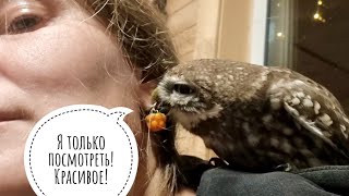 Осторожно, очень добрый и милый сыч Лучик! Маленькое зло явно задумало какое-то коварство