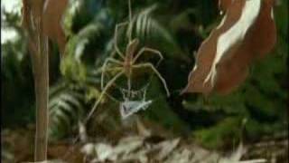 Gladiator spider