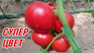 Обалденный красный цвет томата SVR 8544 F1 (27-05-2018)