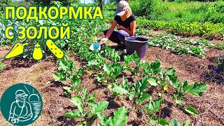???? Подкормка перца, огурцов, баклажан Удобрение древесной золой Опыт Гордеевых