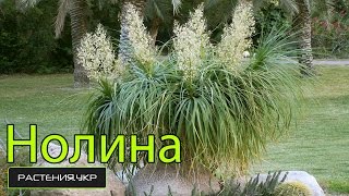 Нолина (бокарнея) или бутылочное дерево уход в домашних условиях /  Nolina