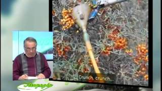 ΑΕΙΦΟΡΙΑ ΙΠΠΟΦΑΕΣ (νεο 2014)-HIPPOFAES-SEA BUCKTHORN -HIPPOPHAE RAMNOIDES