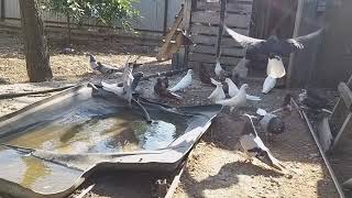 #PIGEONS.    Николаевские голуби у Николая Яковлевича в Астрахани.