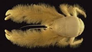 समुद्र की अजीब प्रजातियां (यति केकड़ा) | amazing species of crab (yeti crab).