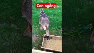 Bé xem con ngỗng/ dạy trẻ thông minh sớm #daybehoc #daybetapnoi #daytrethongminhsom #mới #conngong