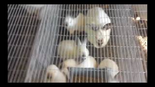 Пропаивание кроликов ЙОДОМ! Soldering of rabbits by Iodine!