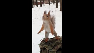 Давно не ловил Ушастика / I haven't caught an Ushastik for a long time