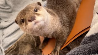 冷蔵庫以外にもいたずらできる場所を見つけてしまったカワウソ Otter finds another place to misbehave besides the refrigerator