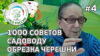 Обрезка Груши, Вишни, Черешни. Формировка грусбек. Ответы на вопросы по обрезке деревьев.