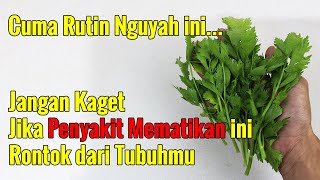 PERTAMA KALI TAYANG DI YOUTUBE, CUMA MAKAN SELEDRI EFEKNYA SANGAT MENAKJUBKAN UNTUK TUBUH