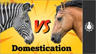 Zebra vs Horses: Animal Domestication