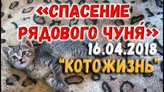 Спасение рядового Чуня́ ❖ КОТОЖИЗНЬ! 16.04.18