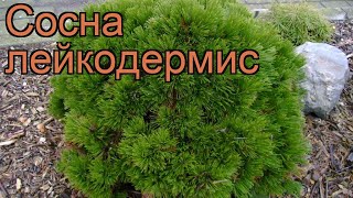 Сосна лейкодермис Лейкодермис (pinus leykodermis) ? обзор: как сажать, саженцы сосны Лейкодермис