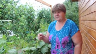 Огурцы.Огурцы в мешка. Маленькие хитрости для большого урожая.