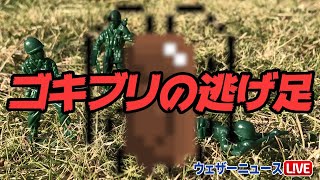 戦い続く…ゴキブリの逃げ足は時速300km!?