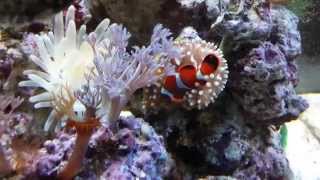 Bubble tip anemone hosting Maroon clown