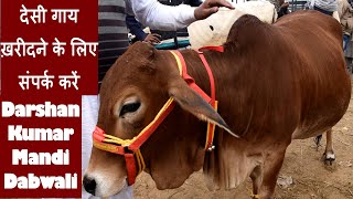 2020 का पहला टूर मंडी मंडी डबवाली I Sahiwal cow for sale at Mandi Dabwali