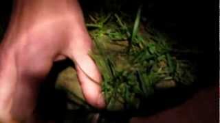 Gryllotalpa gryllotalpa - jordkrebs del II