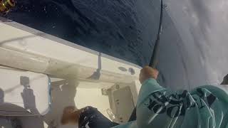 GOT SHARKED!