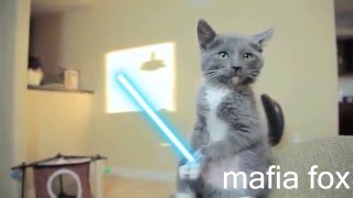Коты - Звездные войны - Подборка - приколы - Cats - Star Wars