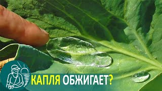 Полив огорода: миф о каплях-линзах ???? Эксперимент Гордеевых